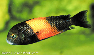 Tropheus Bemba, (Orange Flame) Tanganyika 1.25-2.0 inch African Cichlid