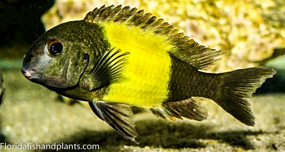 Ikola Kaiser, Tropheus, Tanganyika 1.25-2.0 inch African Cichlid