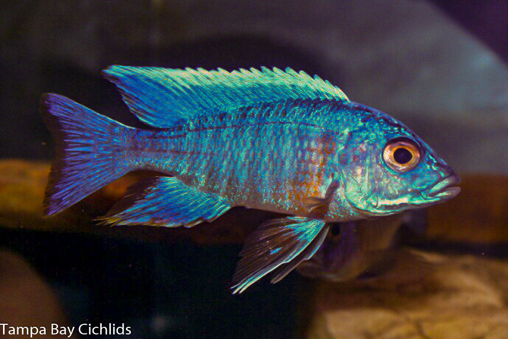 Turkis Peacock, Aulonocara sp. Turkis