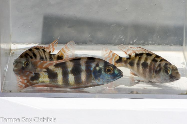 Placidochromis milomo Super VC-10 Haplochromide African Cichlid