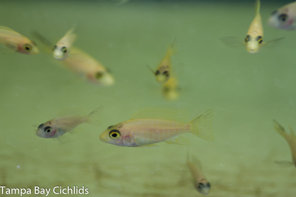 Yellow Sapphire Peacock, Aulonocara  African Cichlid