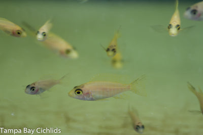 Yellow Sapphire Peacock, Aulonocara  African Cichlid