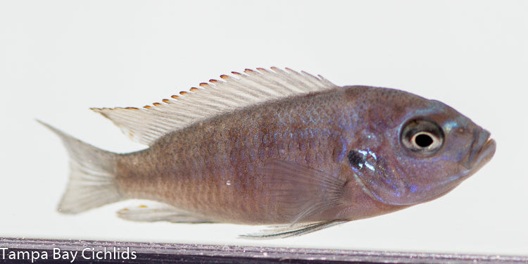 Maison Reef Zebra, Metriaclima sp. "Zebra Chilumba"