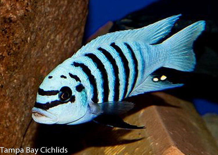 Maison Reef Zebra, Metriaclima sp. "Zebra Chilumba"