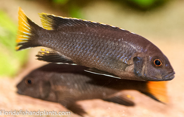 White-tail Acei, Pseudotropheus elegans Ngara "White Tail", Mbuna