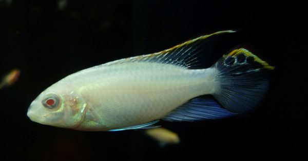 Albino Rainbow Kribensis, Pelvicachromis pulcher
