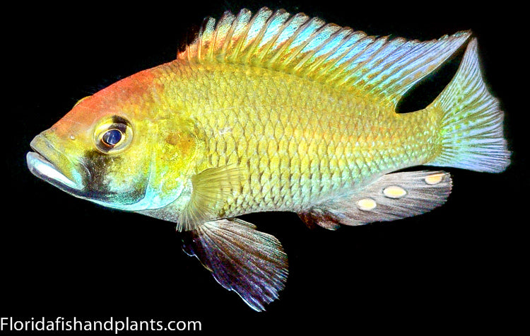 Astatotilapia Calliptera