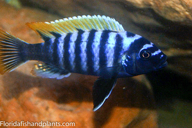 Red Top Lundo afra, Cynotilapia zebroides, Mbuna