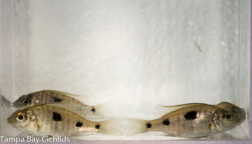 Copadichromis kawanga mbamba bay