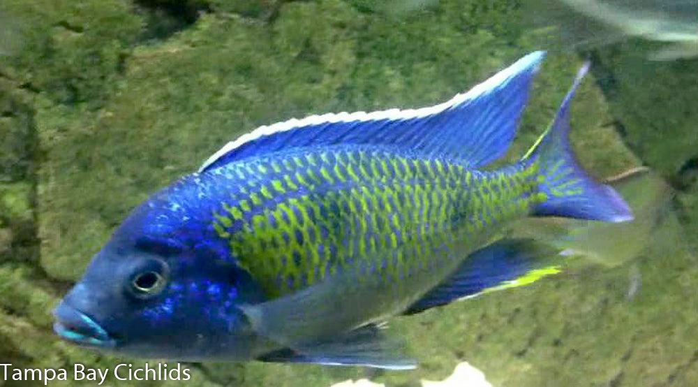 Copadichromis kawanga mbamba bay