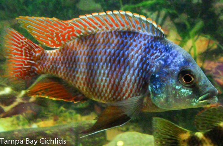 Placidochromis milomo Super VC-10 Haplochromide African Cichlid