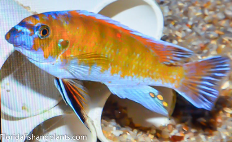 Chalo White Belly , Labeotropheus fuelleborni Chalo Reef