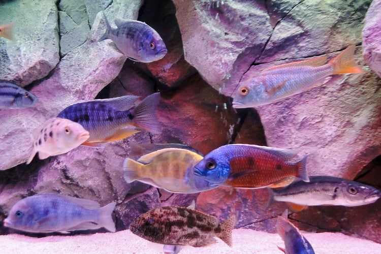 Mixed Haplochromis 1.25 - 2.25 inches Haplochromide African Cichlid