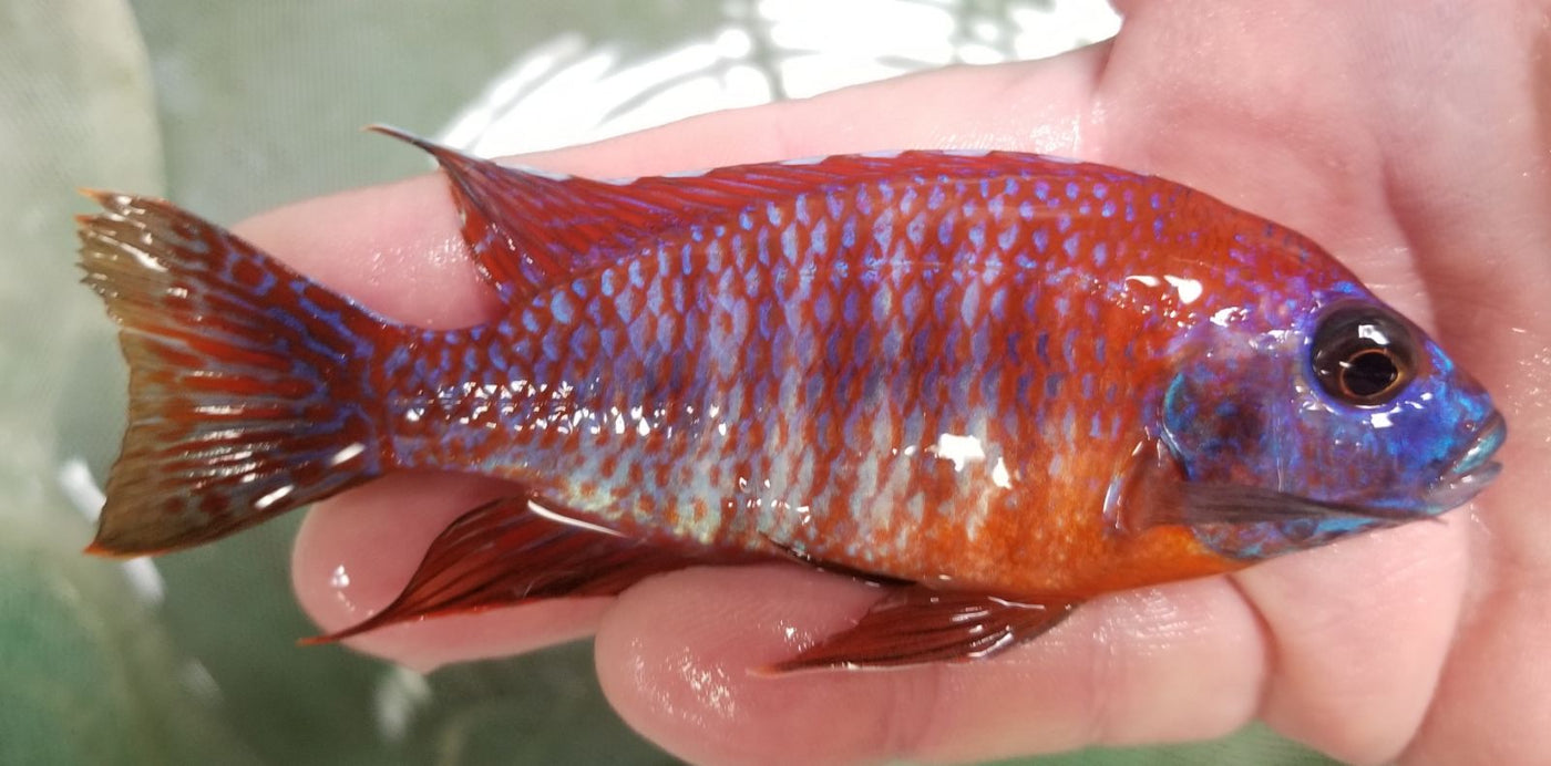 Red Maleri Island Peacock,  Aulonocara sp. stuartgranti "Maleri" (Red/Blue)