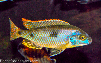 Chrysogaster, Naevochromis