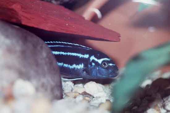 Orange/Blue Johanni, Pseudotropheus johanni Gome