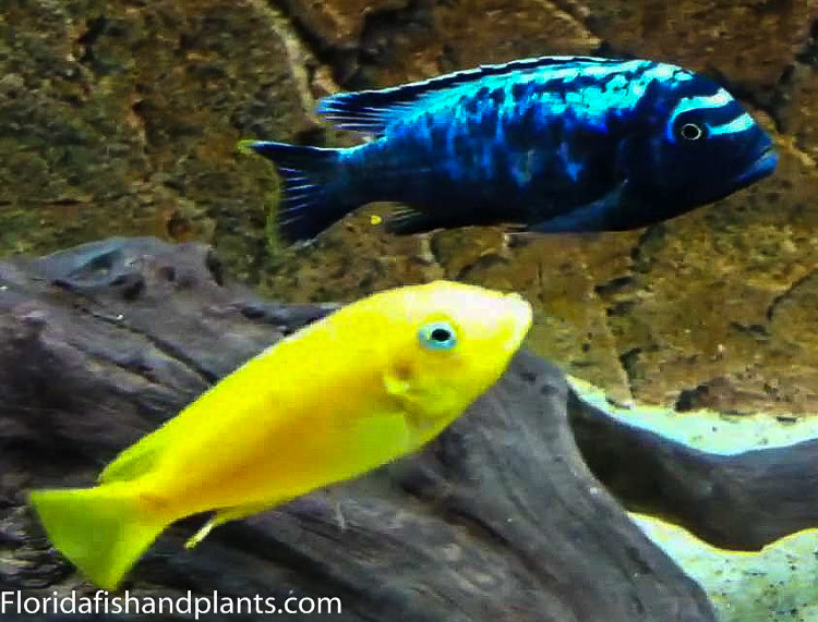 Msobo Deep, Metriaclima sp. "Msobo" Magunga