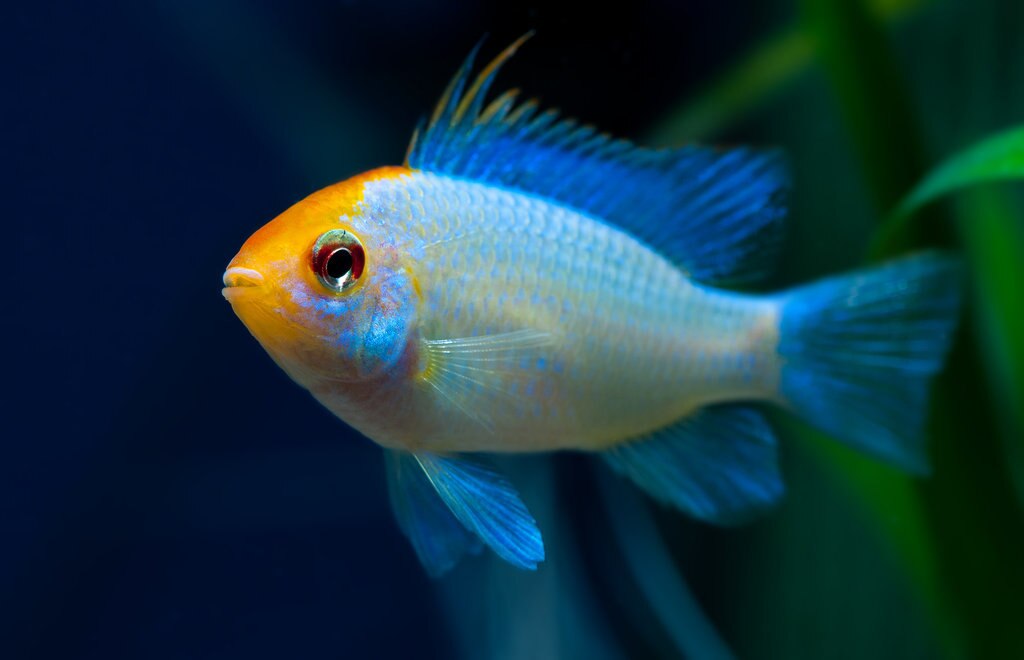 Electric Blue Ram, Mikrogeophagus ramirezi - one inch