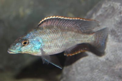 Nimbochromis Linni