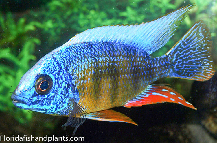 Taiwan Reef ,Protomelas sp. "Steveni Taiwan