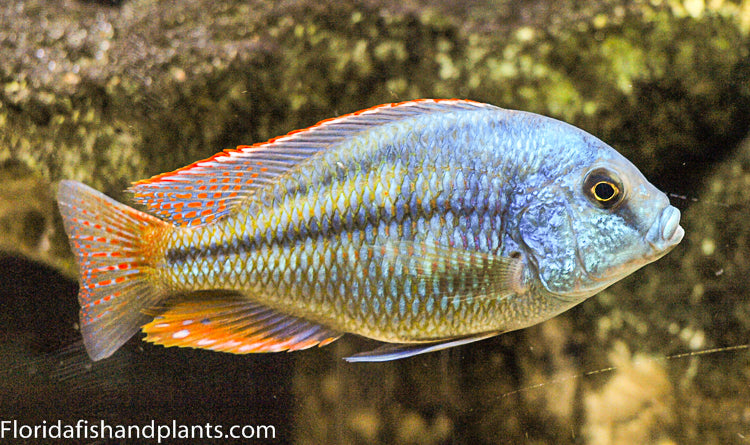 Rhoadesii, Chilotilapia