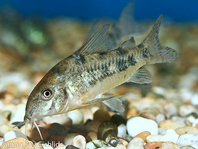 Trio of Corys,  1 Paleatus, 1 Green, 1 Albino .5-1.0 inch
