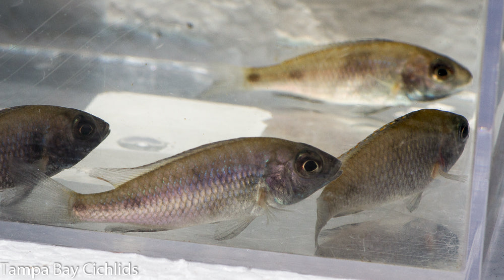 Gissel, Phenochilus Placidochromis