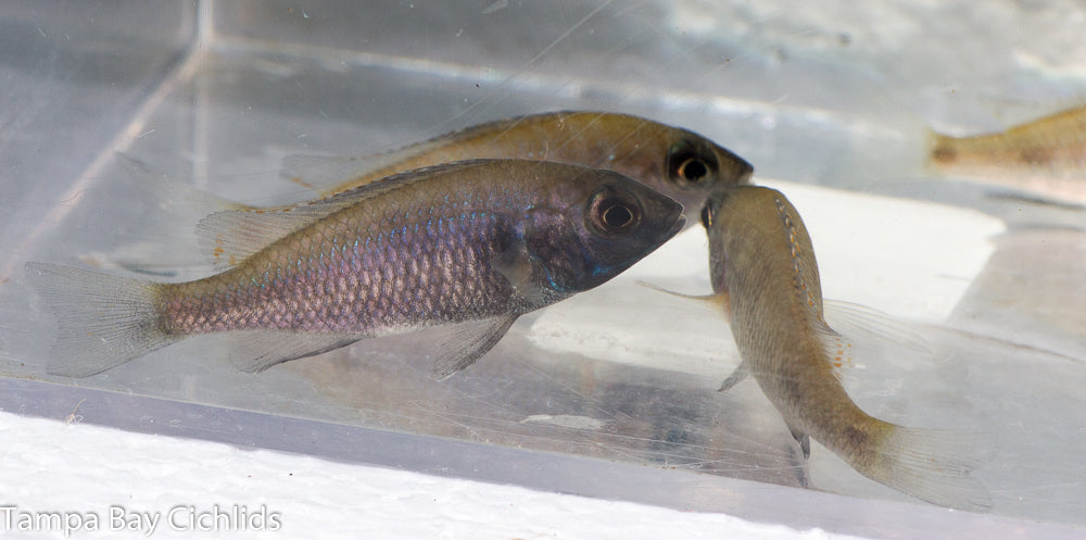 Gissel, Phenochilus Placidochromis