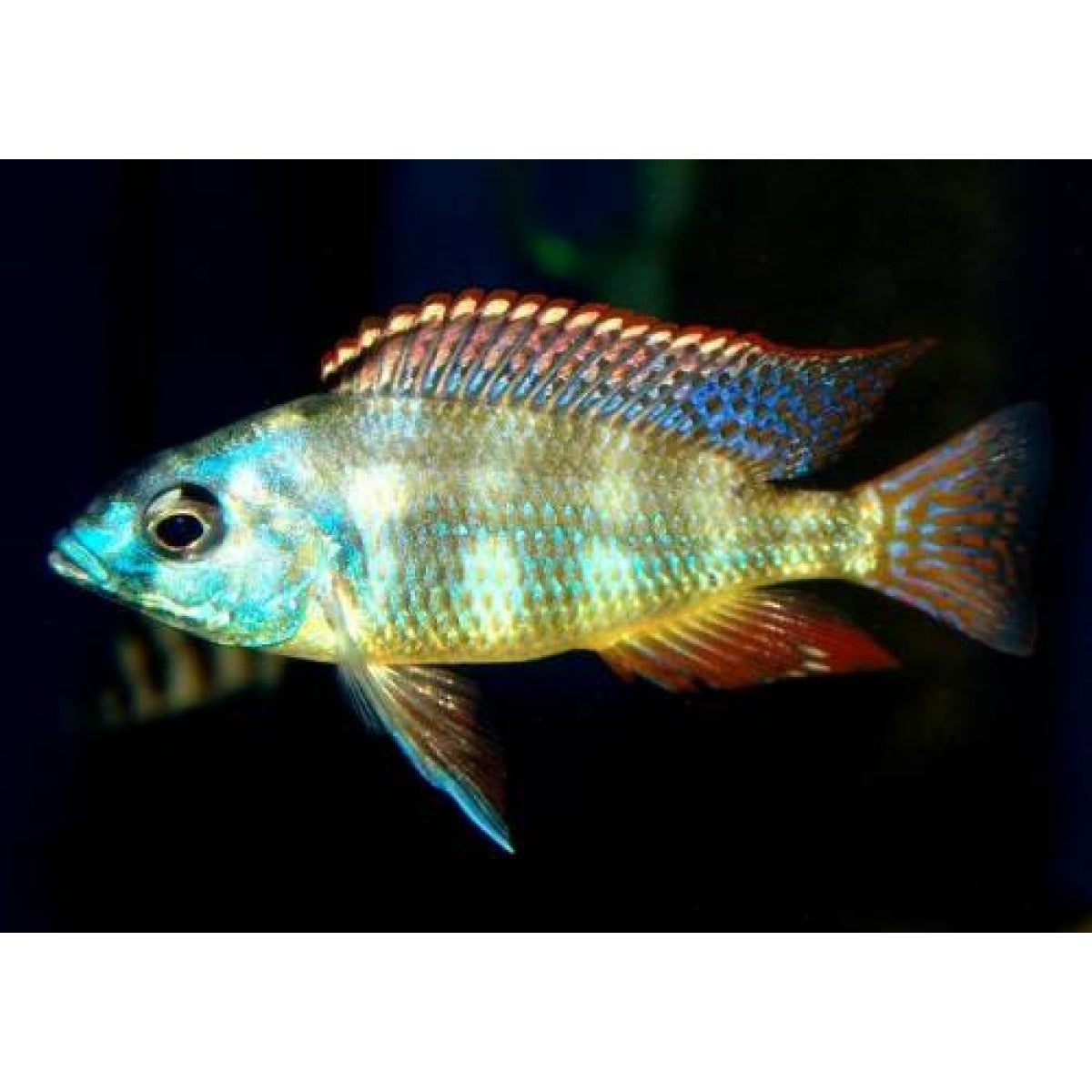 Johnstoni,Placidochromis