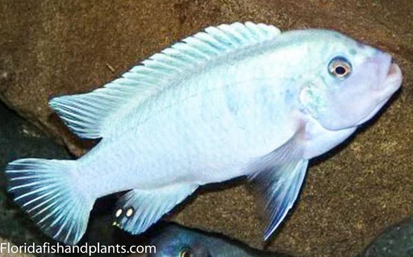 Pearl Zebra, Metriaclima callainos sp.
