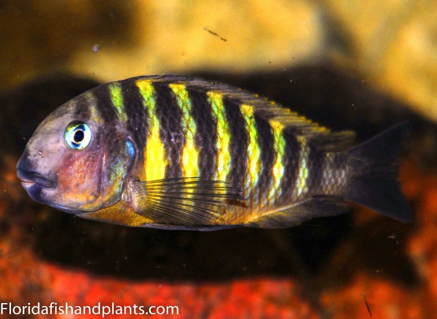 Uwile, Tropheus , Tanganyika, African Cichlid 1.0-1.25 inch