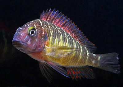 Red Rainbow Tropheus (Kasanga) 1.25-2.0 inch